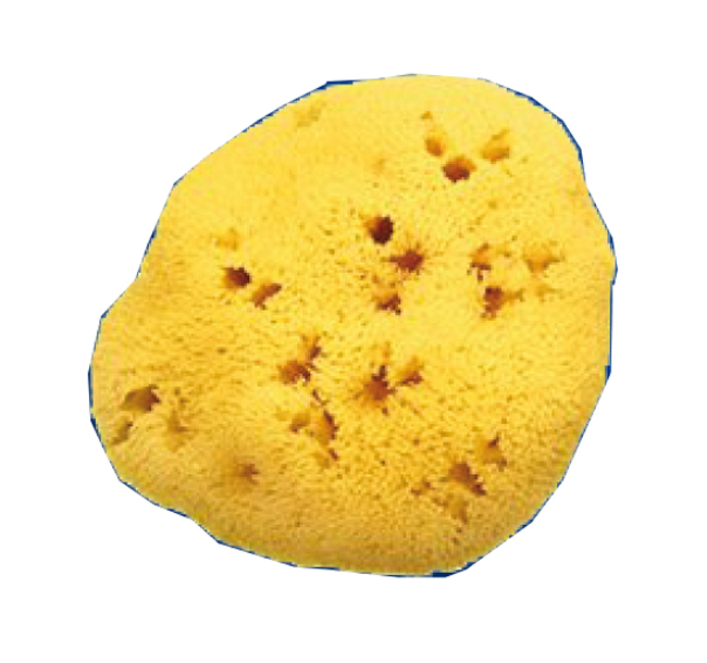 SPUGNA NATURALE FORI L 12/13CM 9 - Farmasanitas 