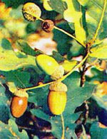 TSA QUERCUS ROBUR 50 ML - Farmasanitas 